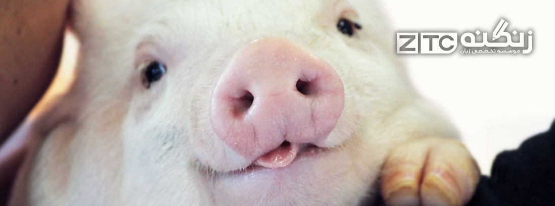 چهار دلیل که نگران آنفولانزای خوکی جدید نباشید.