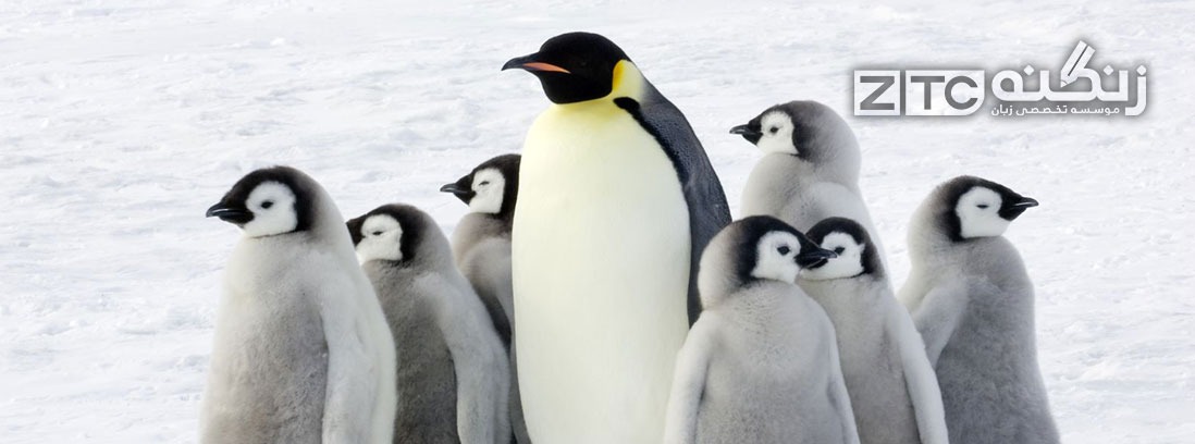 کلونی جدیدی از پنگوئن ها در قطب جنوب
